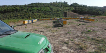 Sequestrate 128 arnie irregolari in un eucalipteto a Crotone