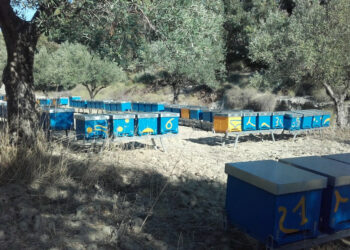 Apicoltori “nomadi”: Sequestrate 135 arnie provenienti dalla Sicilia per produrre miele a Roccabernarda