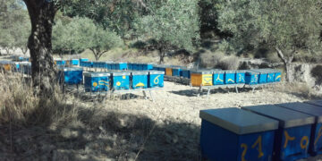 Apicoltori “nomadi”: Sequestrate 135 arnie provenienti dalla Sicilia per produrre miele a Roccabernarda