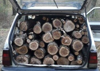 Tagliano tre alberi nel “Parco Astronomico Lilio” di Savelli, arrestati dai Carabinieri per furto di legna