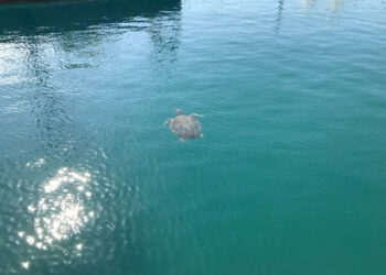 Una bellissima tartaruga Caretta caretta all’interno della Darsena di Le Castella