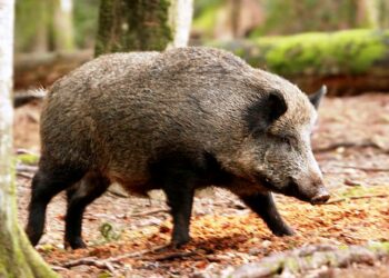 L’emergenza cinghiali all’attenzione della Consulta faunistica regionale
