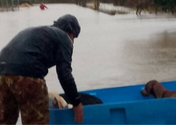 Appello urgente a Cirò Marina: i Cani del rifugio vicino SS106 stanno affogando, Aiutateci servono trattori e gommoni