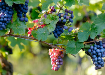 Avvio del Corso per le produzioni e trasformazioni enologiche all’ITS Istituto Tecnico Superiore PINTA di Cutro