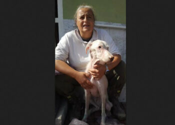 Caterina Semerano dell’Oasi canina chiede ai Commissari chiarimenti sulla Revoca. Ecco la risposta del Comune