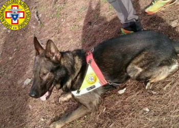 Full, il cane del Soccorso Alpino salva due cercatori di funghi dispersi in Sila