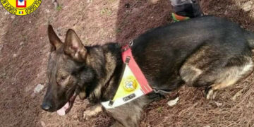 Full, il cane del Soccorso Alpino salva due cercatori di funghi dispersi in Sila