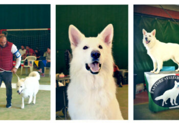 Il pastore “Argo” di Cirò Marina vince la 2^ tappa Mondiale del “World Dog Show”