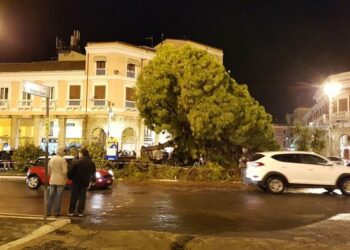 Maltempo, Cade il vecchio pino in piazza Pitagora a  Crotone