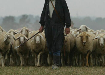 Rapina ai danni di un pastore mentre pascolava il gregge in località Sant’Anna di Isola Capo Rizzuto