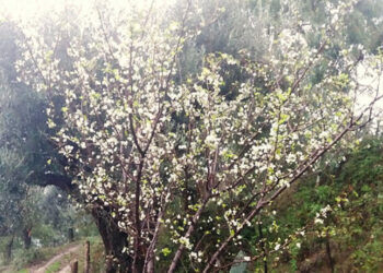 A Cirò susine e prugne fioriscono in autunno