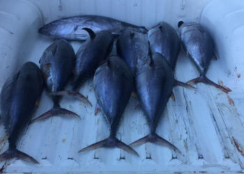 Cirò Marina: Sequestrati 70 chili di tonno rosso sottomisura dalla Capitaneria di Porto, 24mila euro di multa