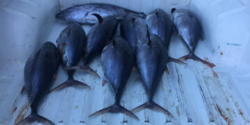 Cirò Marina: Sequestrati 70 chili di tonno rosso sottomisura dalla Capitaneria di Porto, 24mila euro di multa