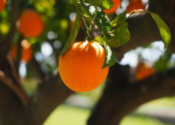 Coldiretti, Aceto: bene sblocco export Agrumi in Cina, una buona occasione per la filiera agrumicola calabrese