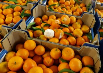 Coldiretti: il clima instabile sta creando difficoltà commerciali al comparto agrumicolo