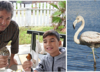 Fenicottero rosa in sosta a Cirò Marina, monitorato dal giovane appassionato ornitologo, Giuseppe Candelise