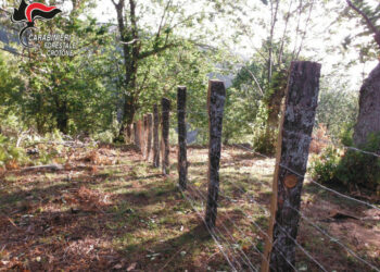Mesoraca: Denunciato dai Carabinieri Forestali per invasione di terreno comunale