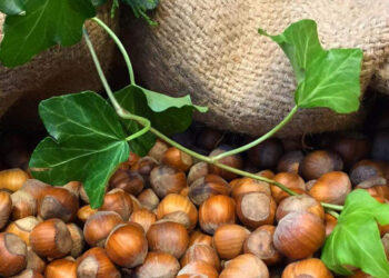 Nocciole, Nicodemo Oliverio (Pd): “buone prospettive per rilancio filiera”