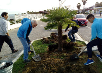 Nuove palme sul Lungomare sud di Cirò Marina, donate da Roberto Baricca e messe a dimora da Città Pulita