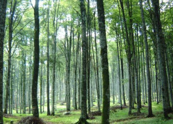 Regione Calabria, Imboschimento e creazione aree boscate: integrata la graduatoria definitiva