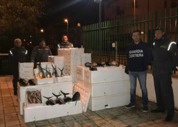Sequestrati 830 chili di Tonno sotto misura e Pesce non tracciato sulla SS106