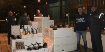 Sequestrati 830 chili di Tonno sotto misura e Pesce non tracciato sulla SS106