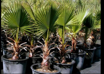 Un cittadino emiliano dona piante a “Città Pulita” per il miglioramento del decoro urbano di Cirò Marina