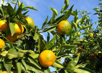 Agrocepi interviene sul blocco dei mercati generali del comparto agricolo nazionale delle clementine