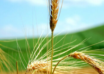 Agricoltura, Pd: il 29 novembre conferenza stampa con De Castro, Gadda, Taricco e Oliverio alla Camera