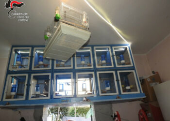 Cirò Marina: Deteneva illegalmente 8 cardellini in gabbie, sequestrati e il possessore deferito alla Procura