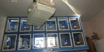 Cirò Marina: Deteneva illegalmente 8 cardellini in gabbie, sequestrati e il possessore deferito alla Procura