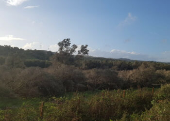 Confagricoltura Crotone, Tromba d’aria: siamo in attesa che la Commissione Europea accetti la nostra richiesta di aiuto