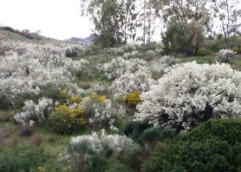 La Ginestra bianca in Italia rischia l’estinzione, cresce solo a Cirò