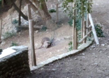 Morto un cervo del parco della biodiversità di Catanzaro