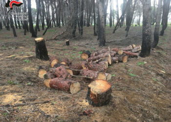 Abbattimento abusivo di Alberi di Pino e Furto di Legna nella Pineta di Sovereto di Isola Capo Rizzuto, denunciato