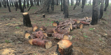 Abbattimento abusivo di Alberi di Pino e Furto di Legna nella Pineta di Sovereto di Isola Capo Rizzuto, denunciato