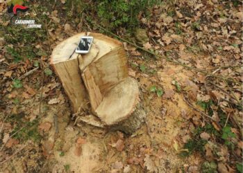 Cirò: Sorpresi mentre rubano legna all’interno di un terreno privato, arrestate tre persone