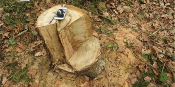 Cirò: Sorpresi mentre rubano legna all’interno di un terreno privato, arrestate tre persone