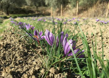 Coltivazione dello Zafferano, la spezia più cara al mondo in un seminario al Castello di Santa Severina