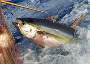 Consorzio Blu Calabria, Giannuzzi: redistribuzione quote tonno rosso in Calabria