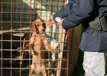 Crotone: Detenevano due cani in un ricovero precario non protetto dalle intemperie, denunciate due persone