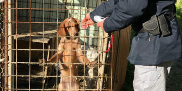 Crotone: Detenevano due cani in un ricovero precario non protetto dalle intemperie, denunciate due persone