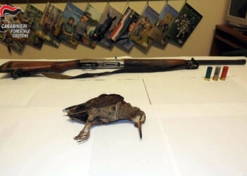 I Carabinieri forestali sorprendono bracconiere nel territorio di Cirò, denunciato 49enne