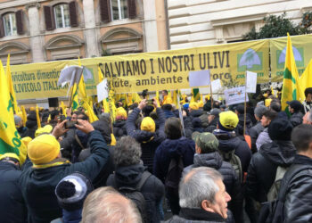 Coldiretti olio d’oliva: la manifestazione a Roma. Presentato il piano “salvaolio”