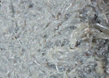 Pesca del novellame, Sapia: “dal Governo nuove speranze”