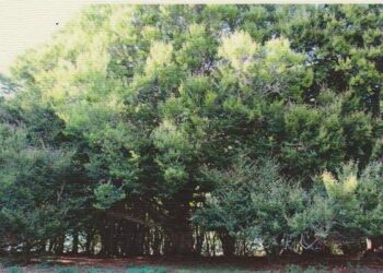 “Sguardi composti… e un carosello di note stonate”