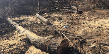 Sorpresi mentre rubano legna nella pineta a Isola Capo Rizzuto, arrestati due operai