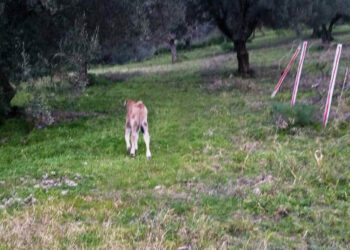 Umbriatico: Vitellino cade in una scarpata, salvato dai Carabinieri Forestali