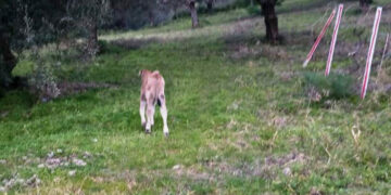 Umbriatico: Vitellino cade in una scarpata, salvato dai Carabinieri Forestali