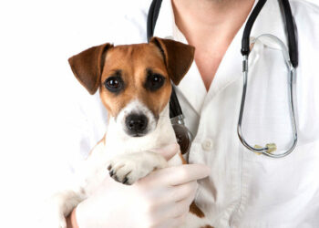 Al via la campagna di sensibilizzazione: iscrizione all’anagrafe canina lanciata dall’ASP della provincia di Crotone